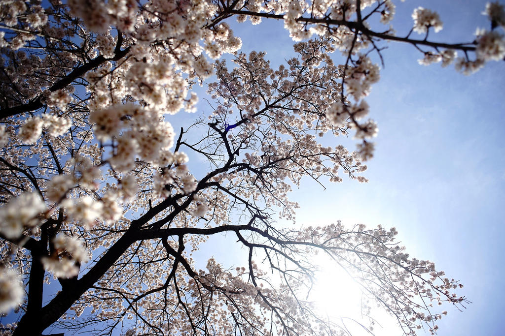 lecciones de japones