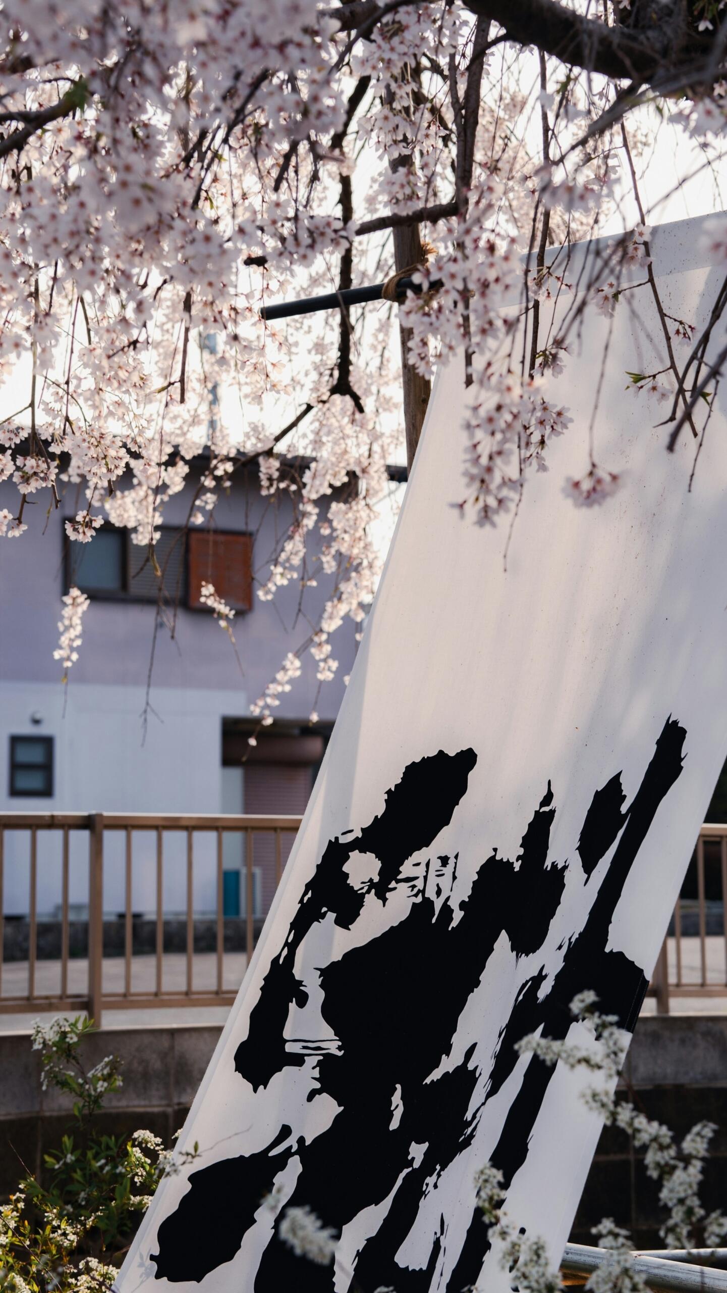 Patio japonés con flores de cerezo de color rosa pálido que cuelgan sobre un tronco blanco marcado por llamativos motivos de pinceladas negras, lo que evoca una belleza serena.