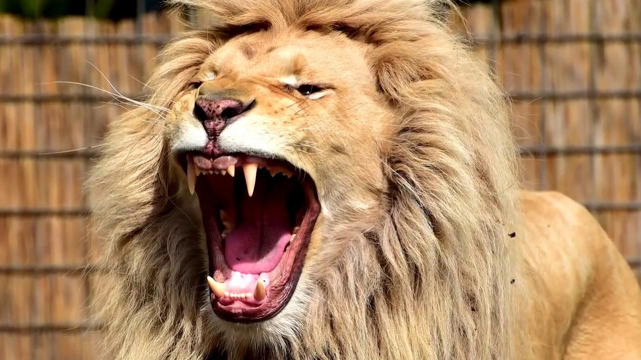 Coloca bien la lengua para mejorar tu técnica vocal.