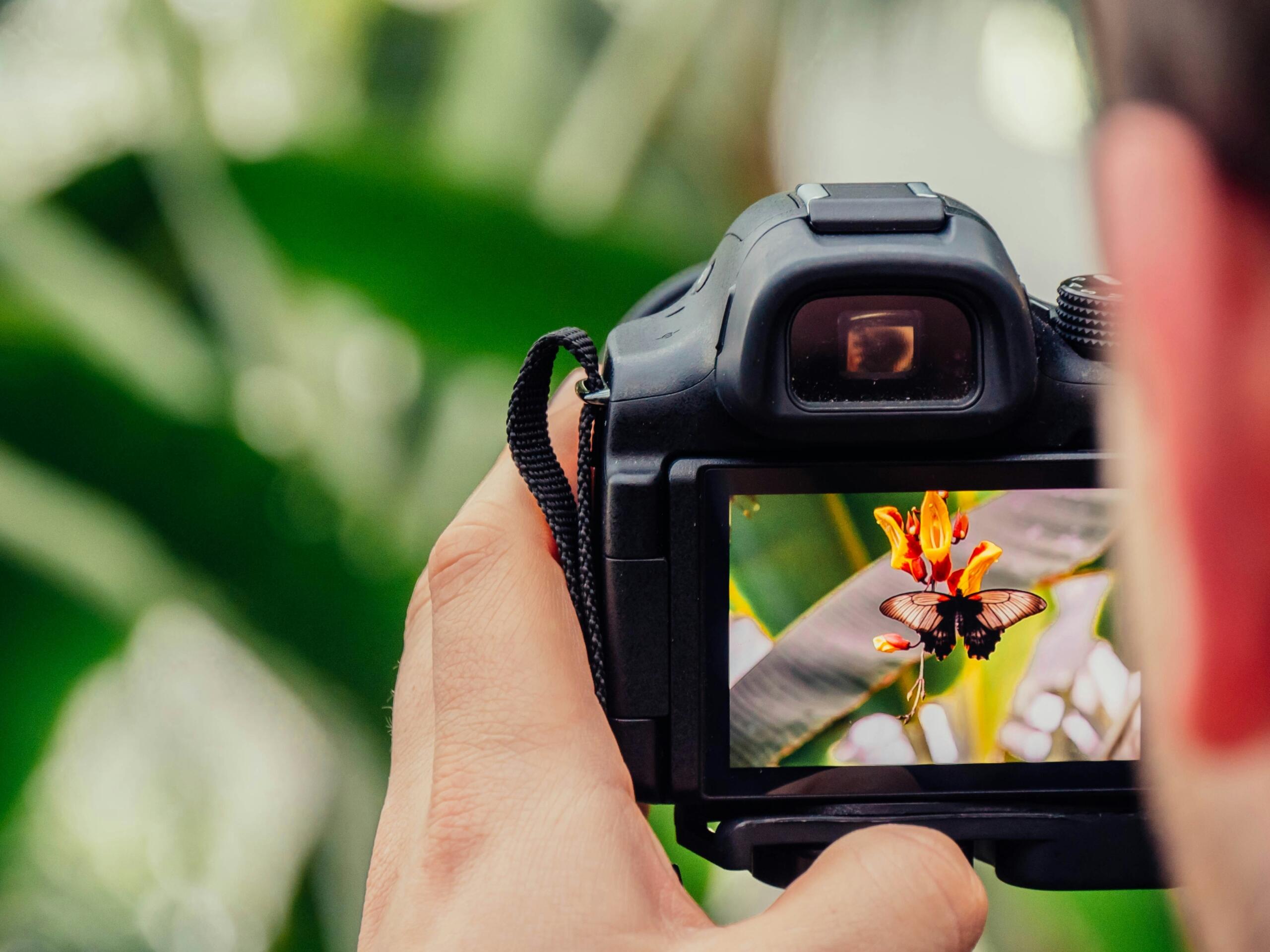 Fotógrafo que captura un primer plano de una mariposa blanca y negra posada sobre una flor naranja con una cámara réflex digital.