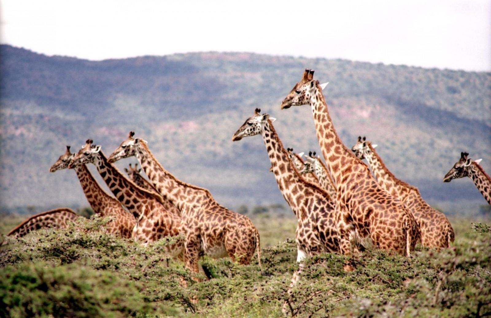 Tu formación sobre el mundo animal y la naturaleza te será de gran ayuda