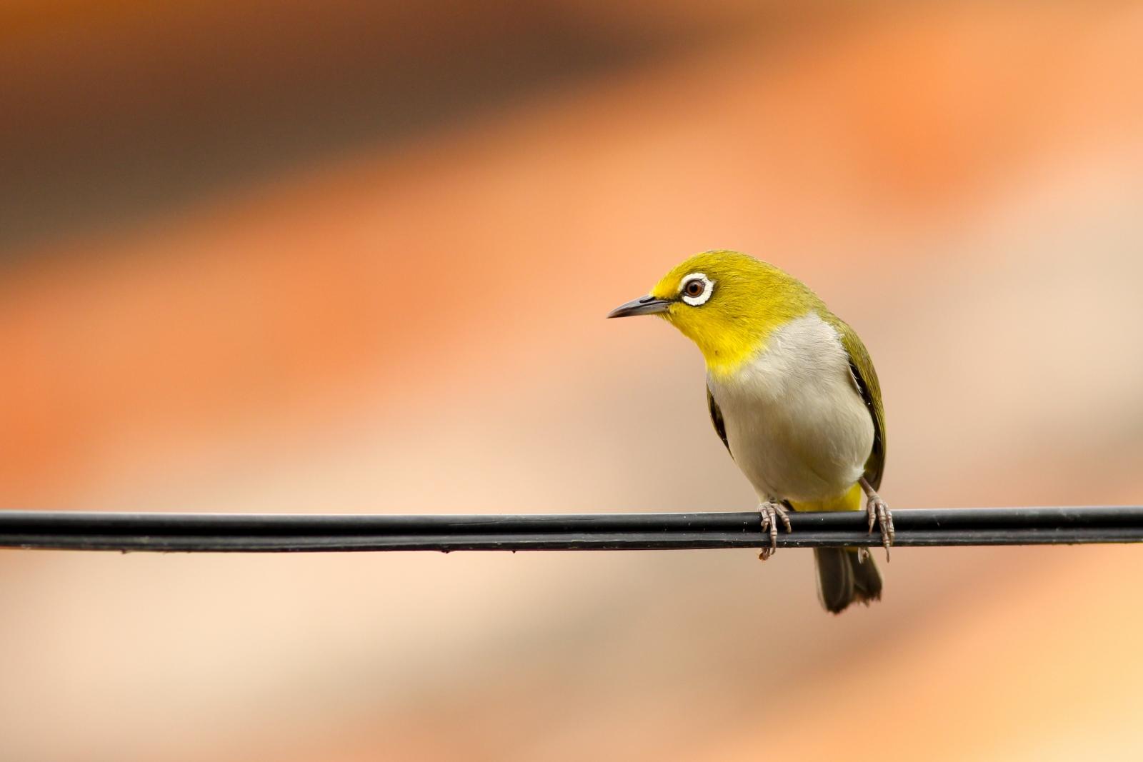 Aprende a cantar como un pajarito.