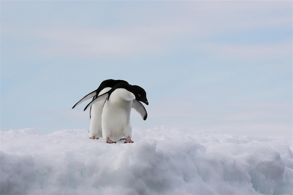 Conviértete en fotógrafo profesional de animales