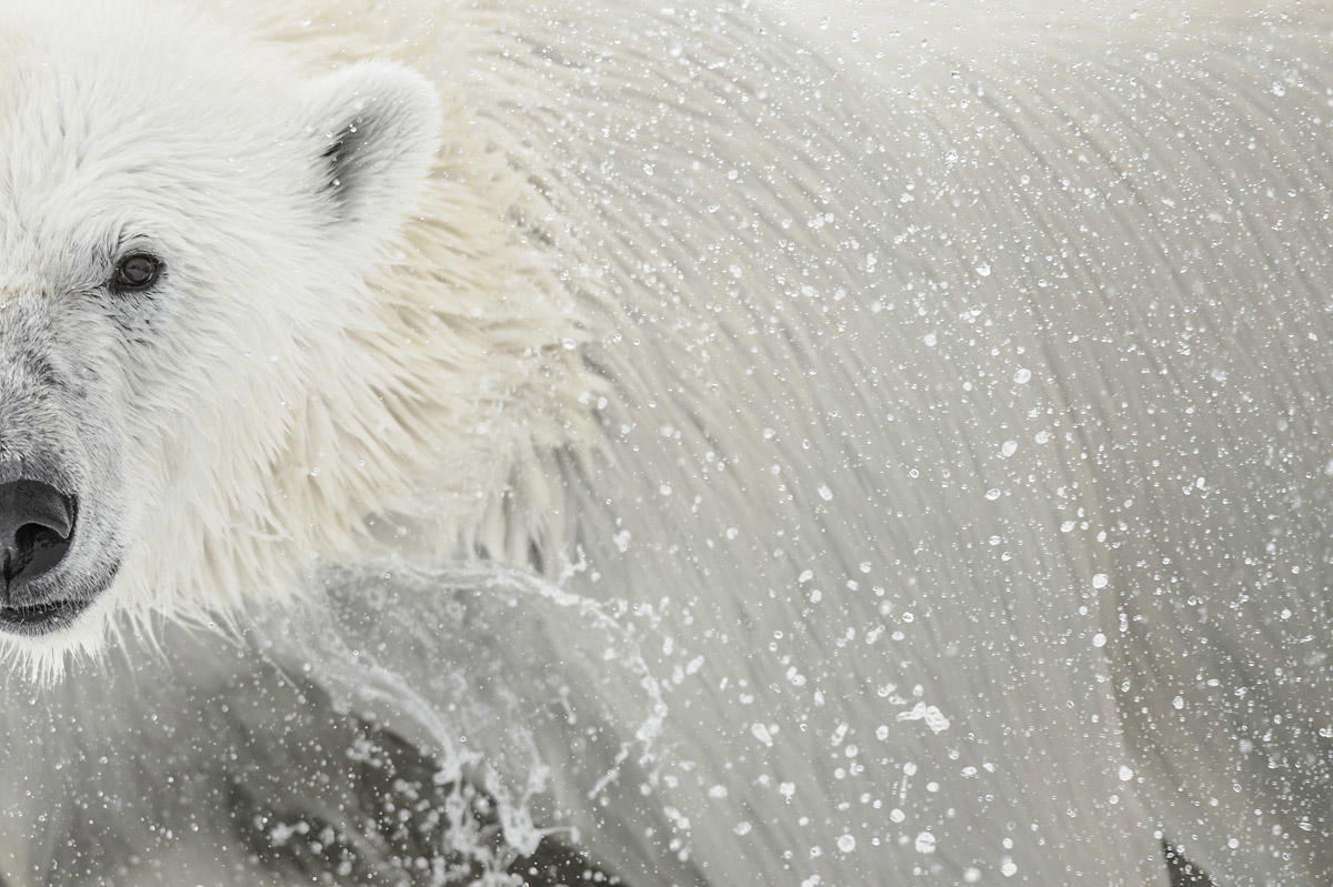 Descubre el trabajo de Vincent Munier