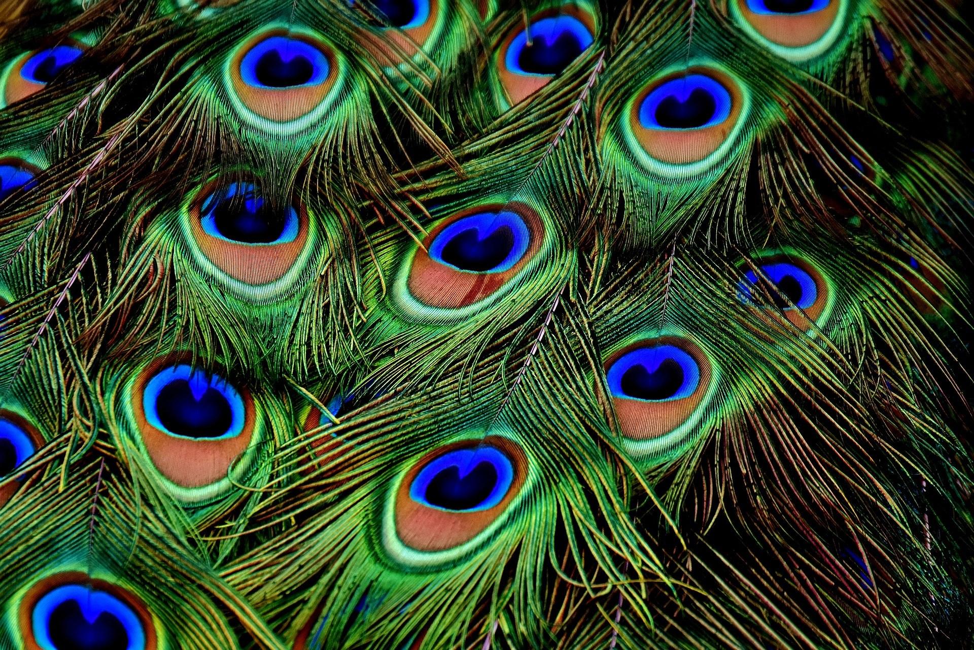 Básate en patrones naturales para tus diseños.