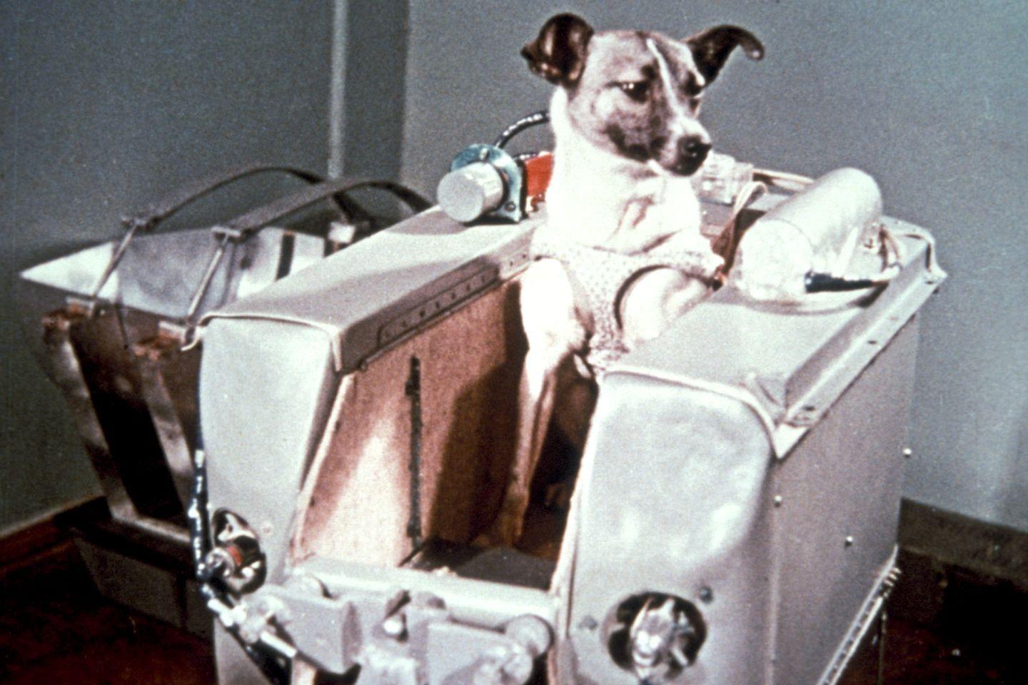 Laika, perra conocida a nivel mundial.