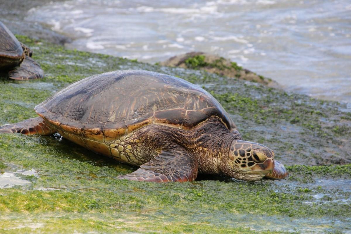 En el caparazón de las tortugas vimos los primeros sinogramas.