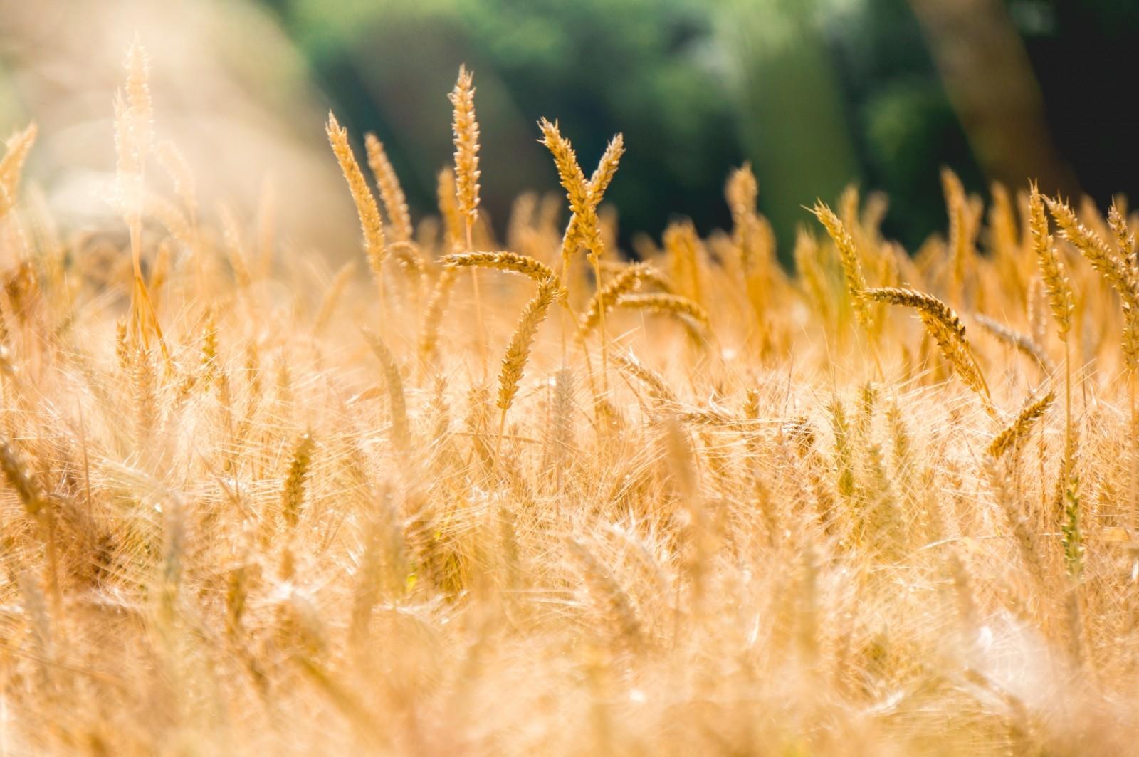 ¿Podemos comer sin gluten?