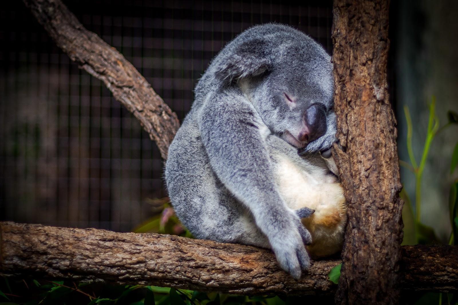 Hábitos en Australia
