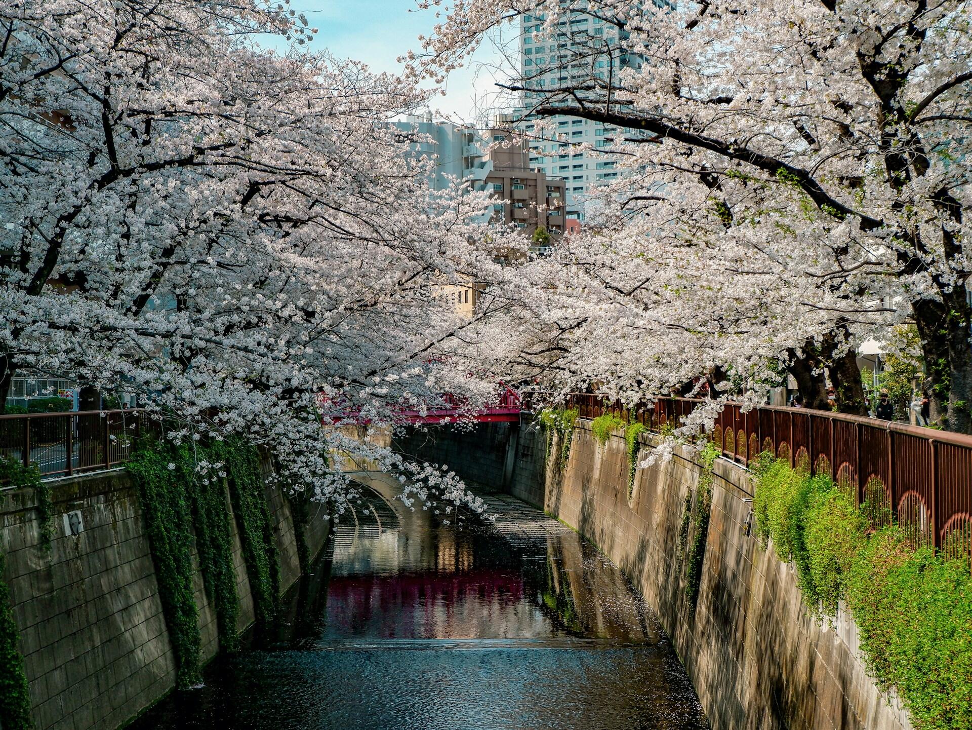 Las flores de cerezo forman un arco sobre un estrecho canal urbano, reflejándose en el agua junto a unas paredes cubiertas de musgo, con rascacielos al fondo en una escena serena.
