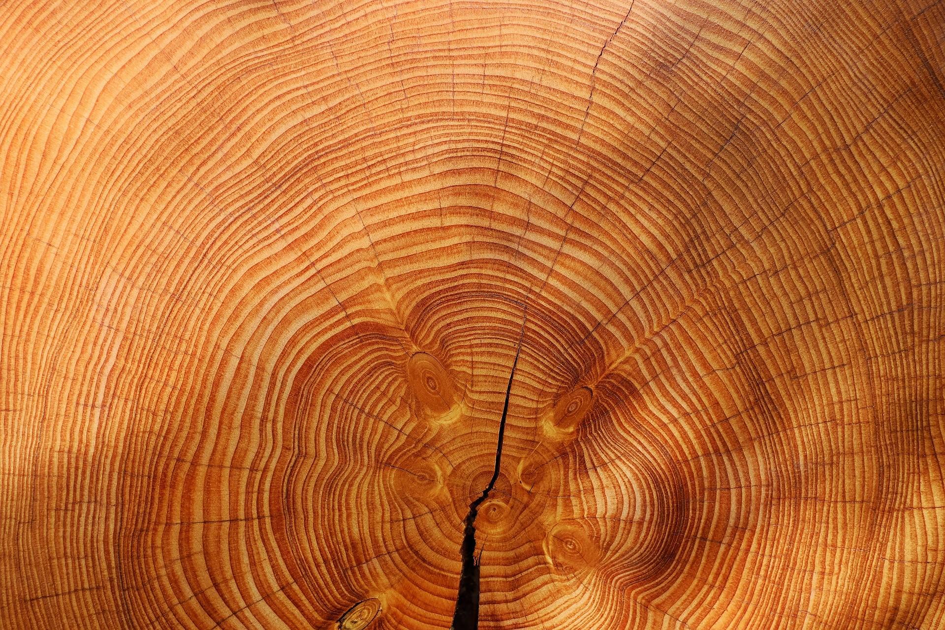 Madera para violín.