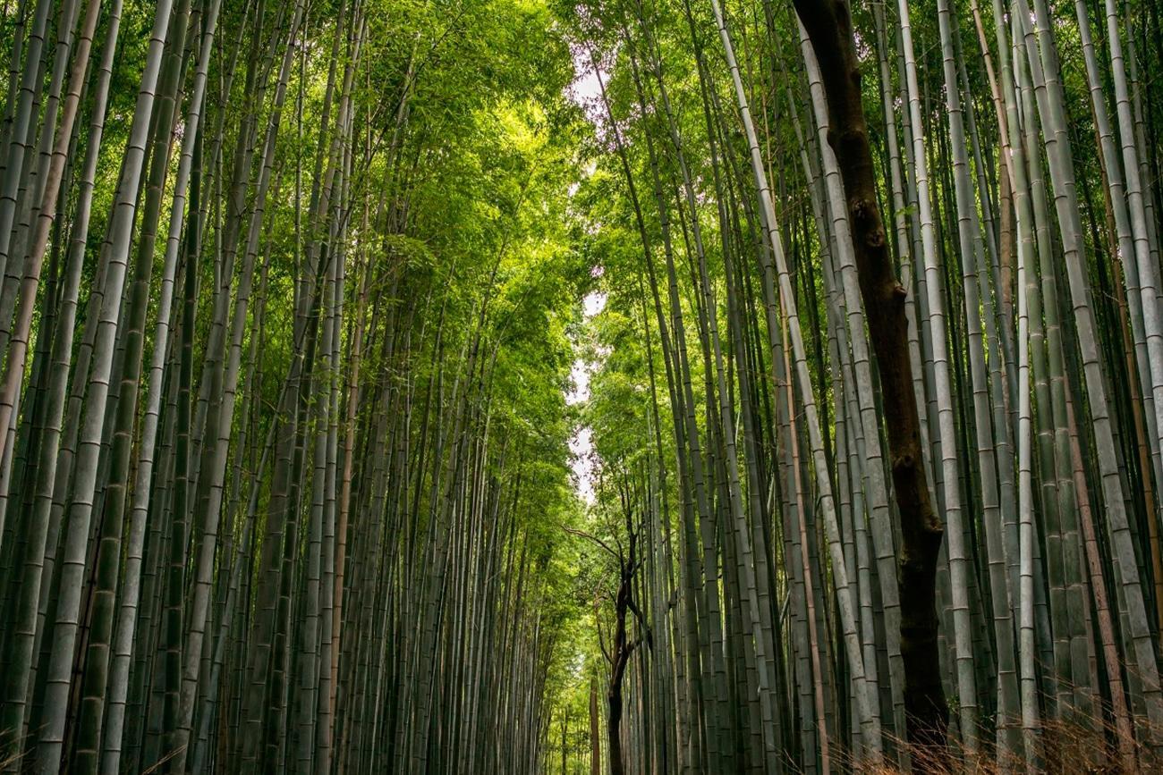 Estancia larga en Japón
