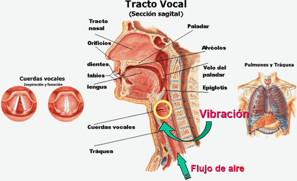 El aparato fonador