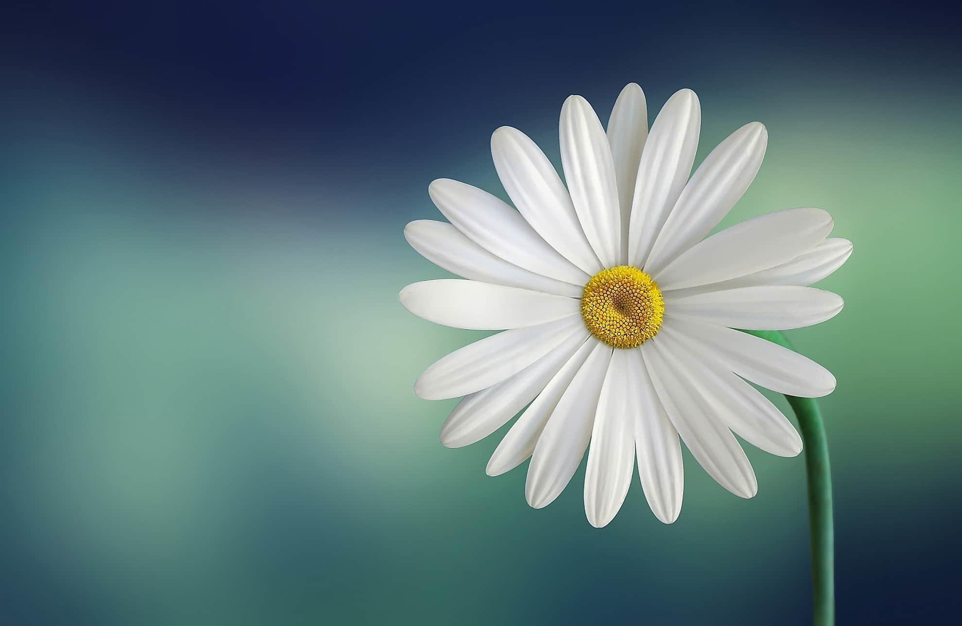 Dibujo de flor blanca