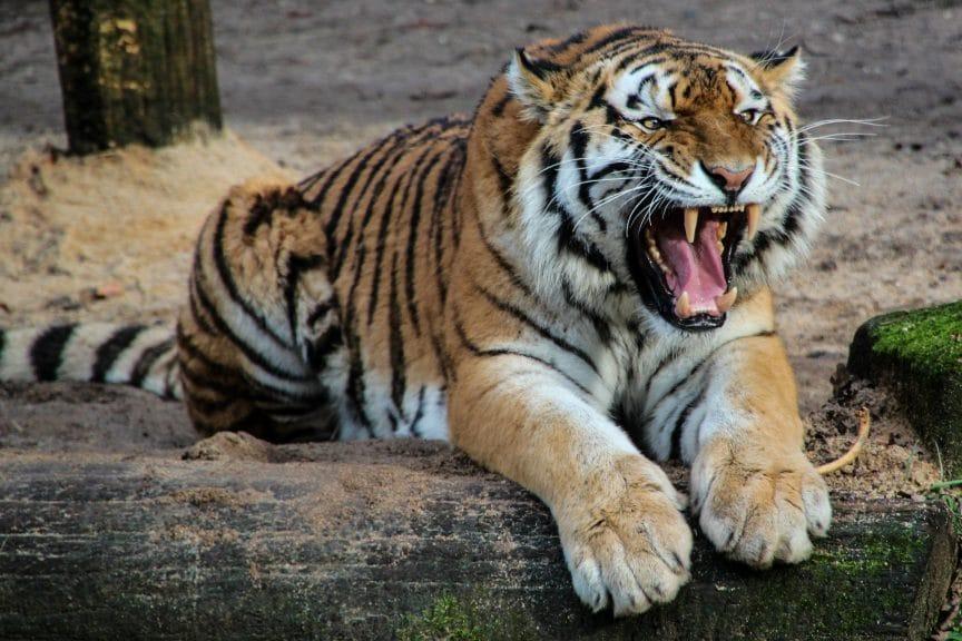 Consejos para dibujar un tigre