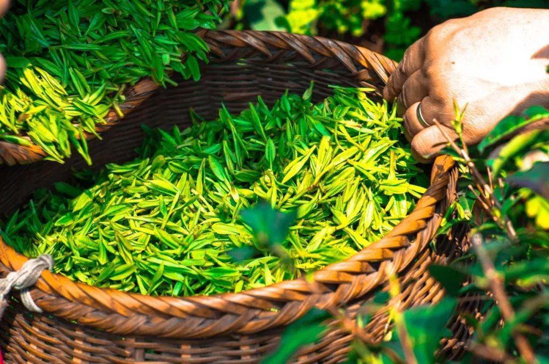 Llegada del té a Japón
