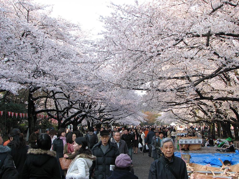 cerezos en flor japon