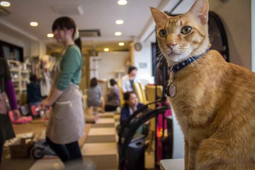 turismo japon
