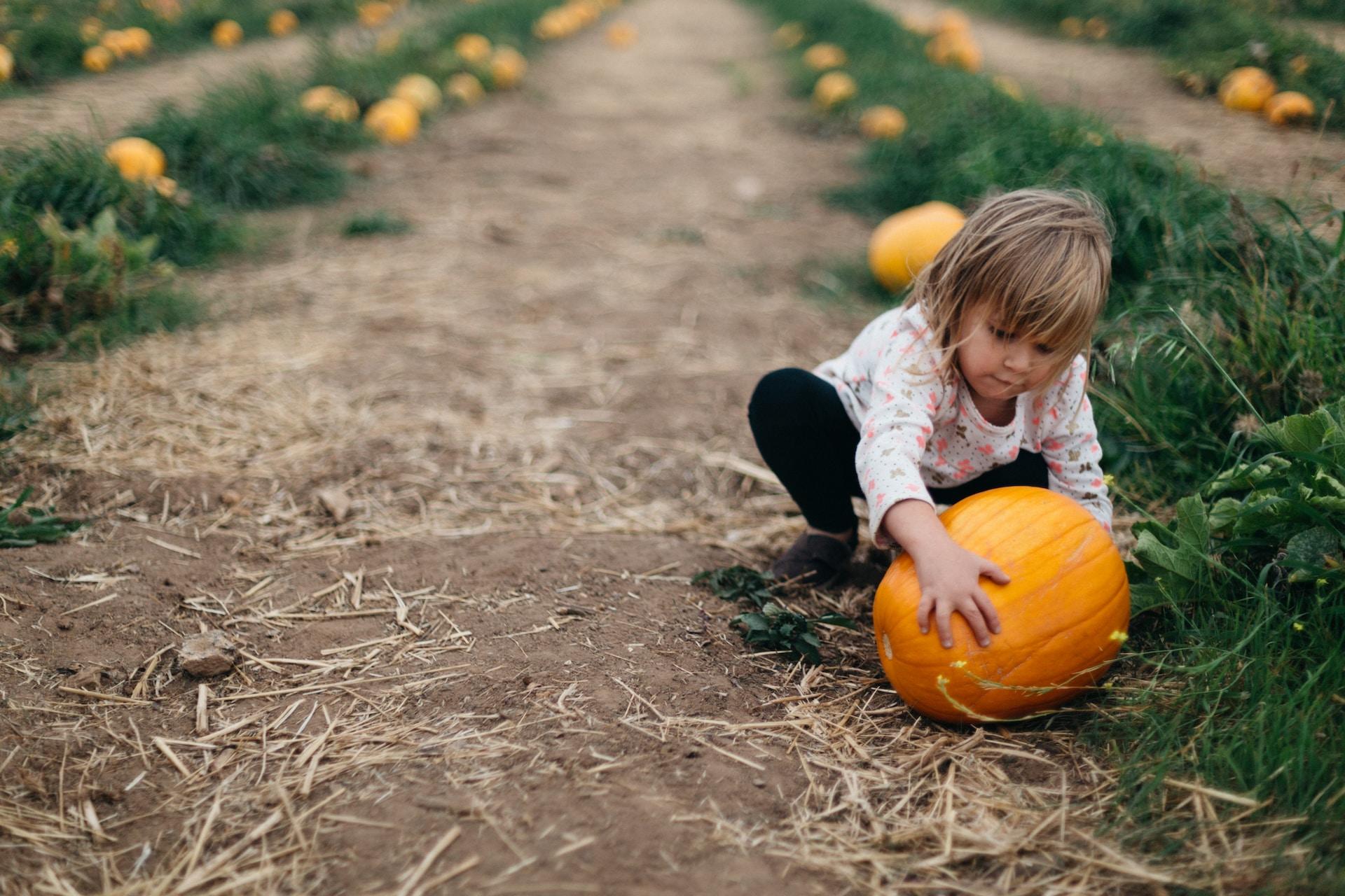 Niña levantando una calabaza del suelo.