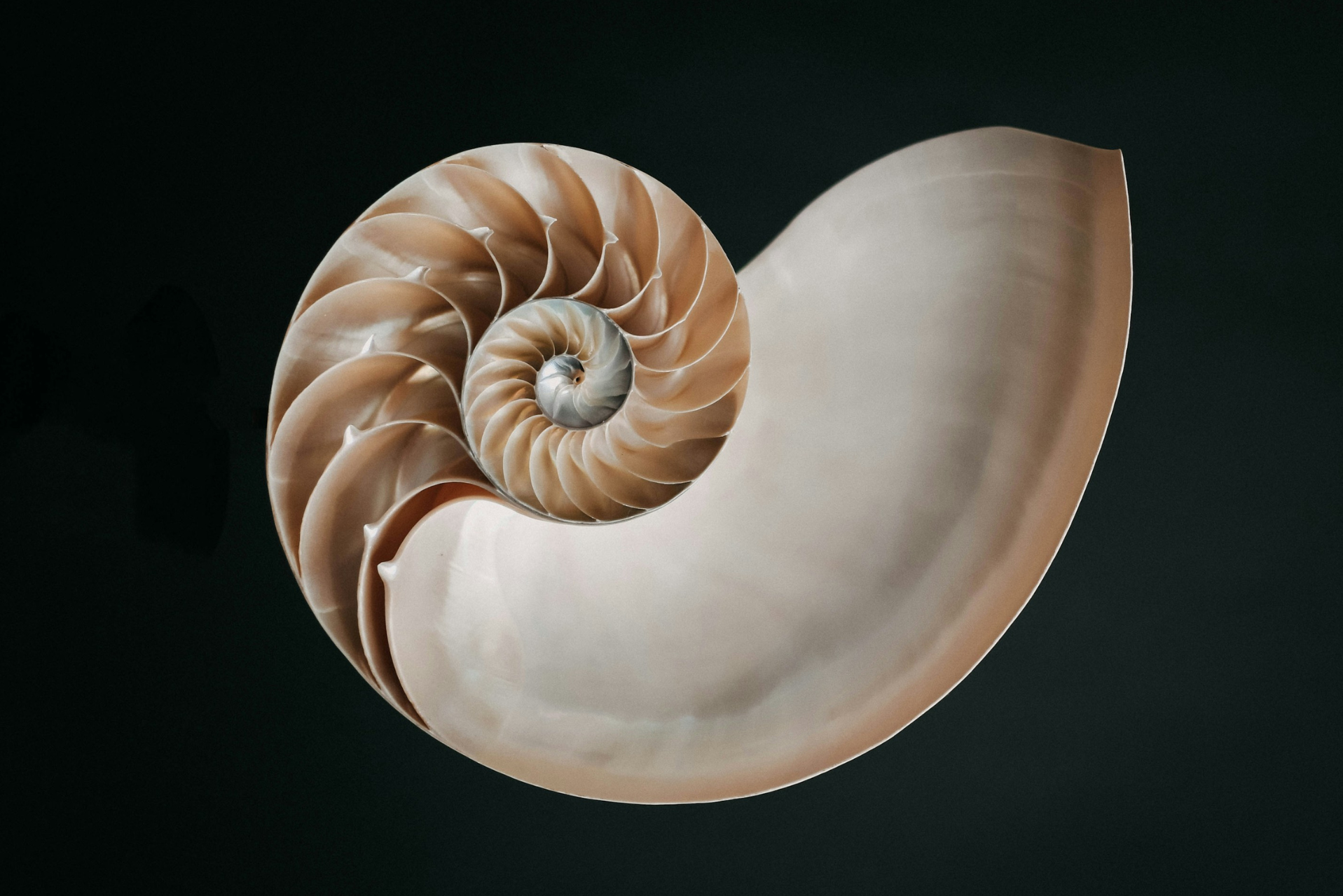 caracol numero aureo