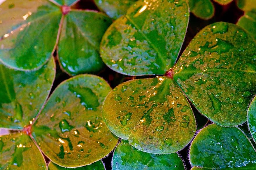 Celebración de San Patricio en Irlanda.