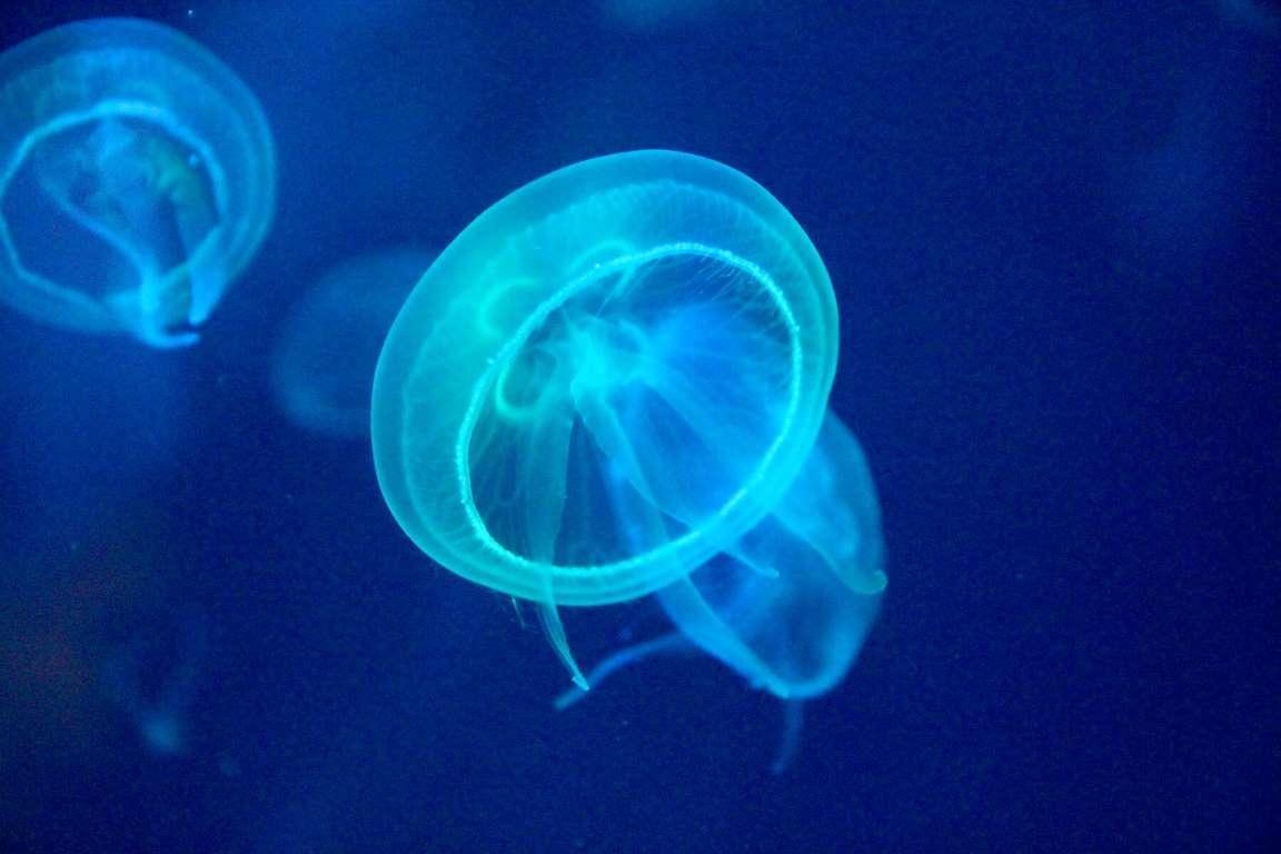 Los mayores avances en biología y sus descubridores