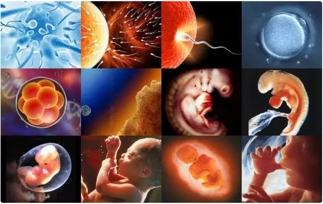 avances en fertilidad