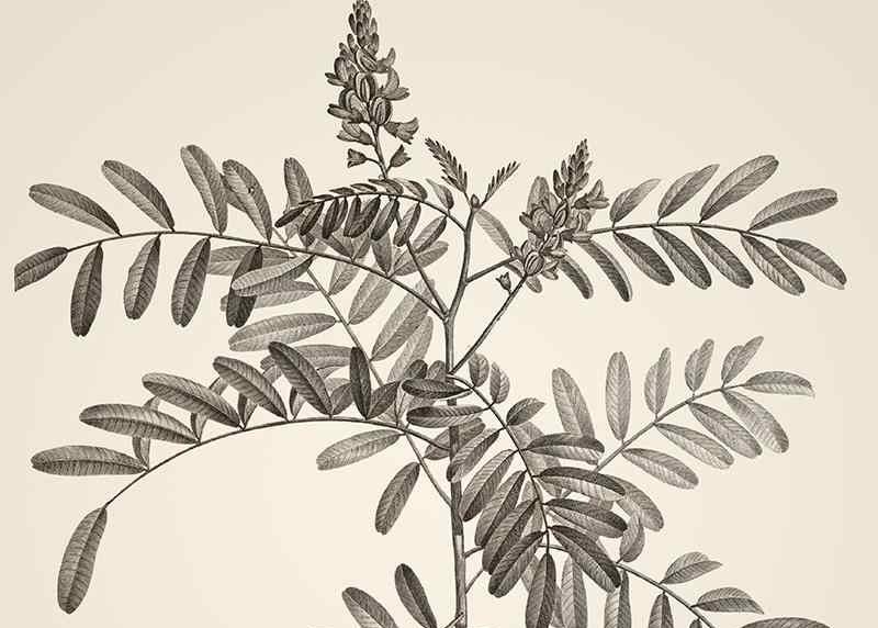 relacion botanica y arte