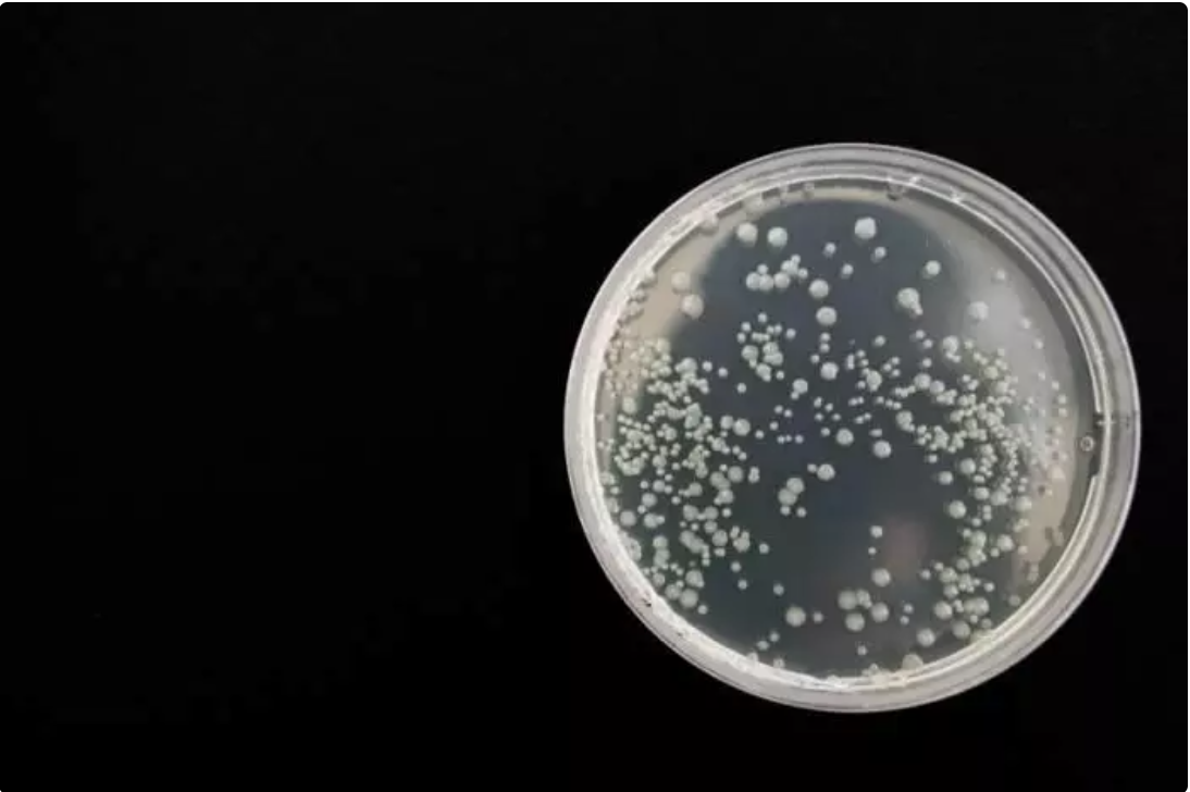 terminos esenciañes biologia