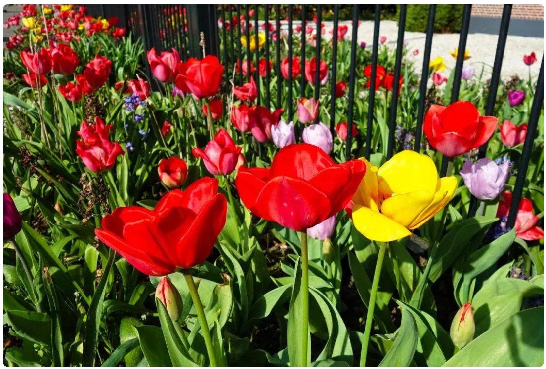 crisis de los tulipanes