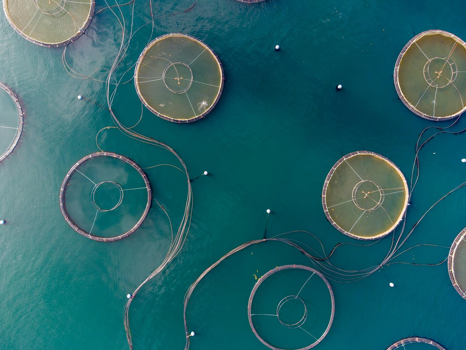 Vista aérea de redes circulares de piscicultura en aguas de color turquesa, unidas entre sí por cuerdas. El diseño es abstracto y relajante, y evoca una sensación de serenidad.