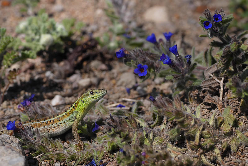 Aristóteles como biólogo