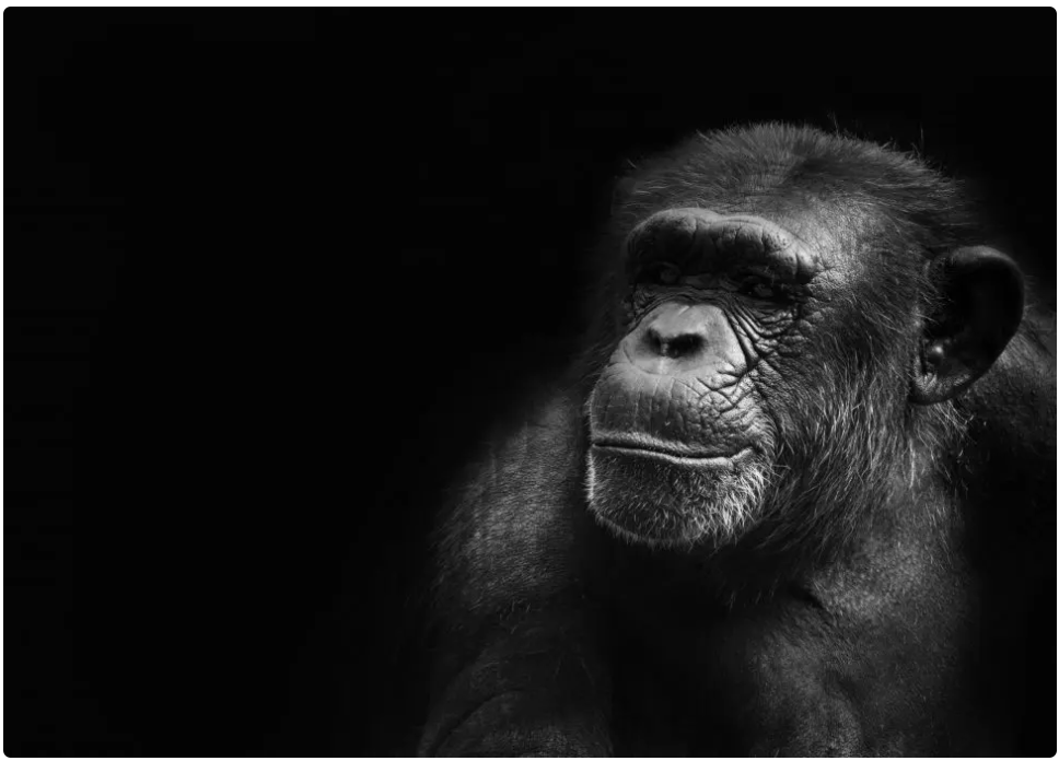 biografia jane goodall