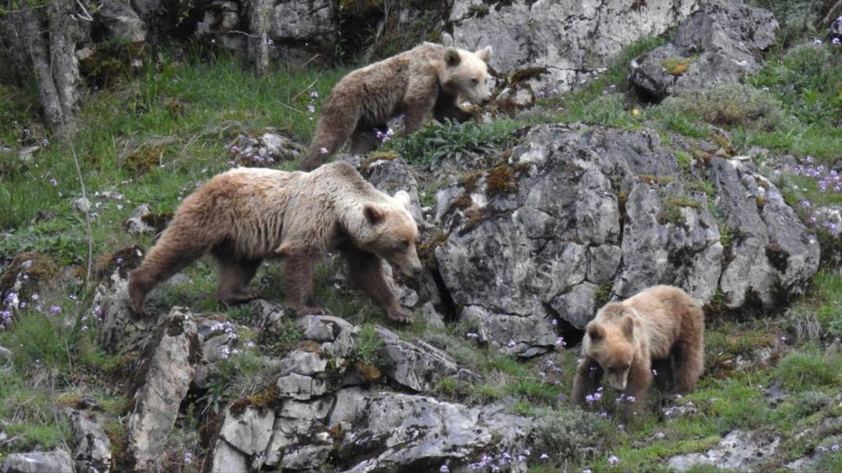 tareas biologo fauna silvestre