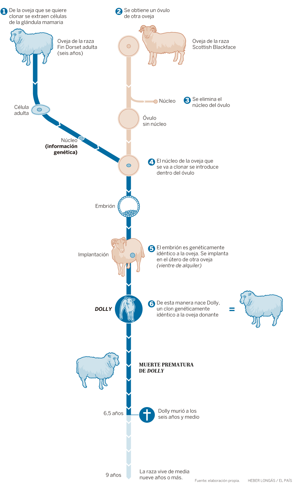 Diagrama de flujo que ilustra el proceso de clonación de la oveja Dolly. Los pasos muestran la extracción de células, la transferencia del núcleo, la implantación del embrión y el nacimiento de Dolly.