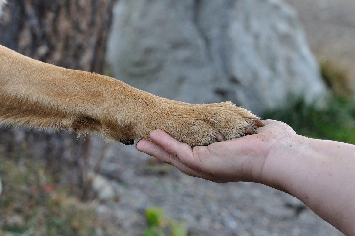 Los hallazgos biológicos más interesantes del reino animal