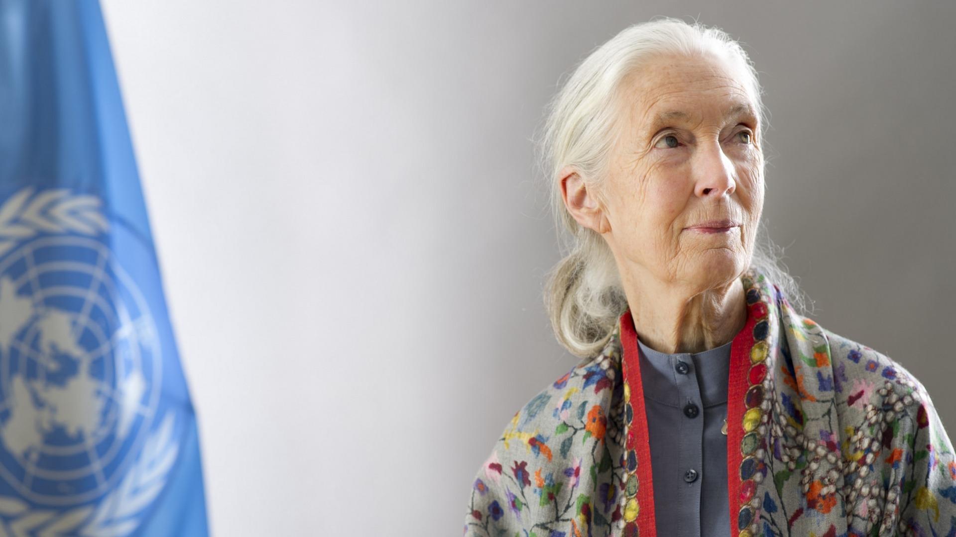 Jane Goodall y sus chimpancés