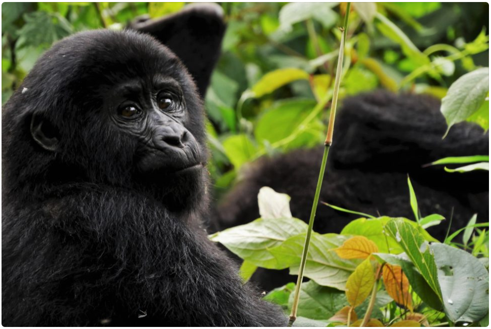 vida dian fossey
