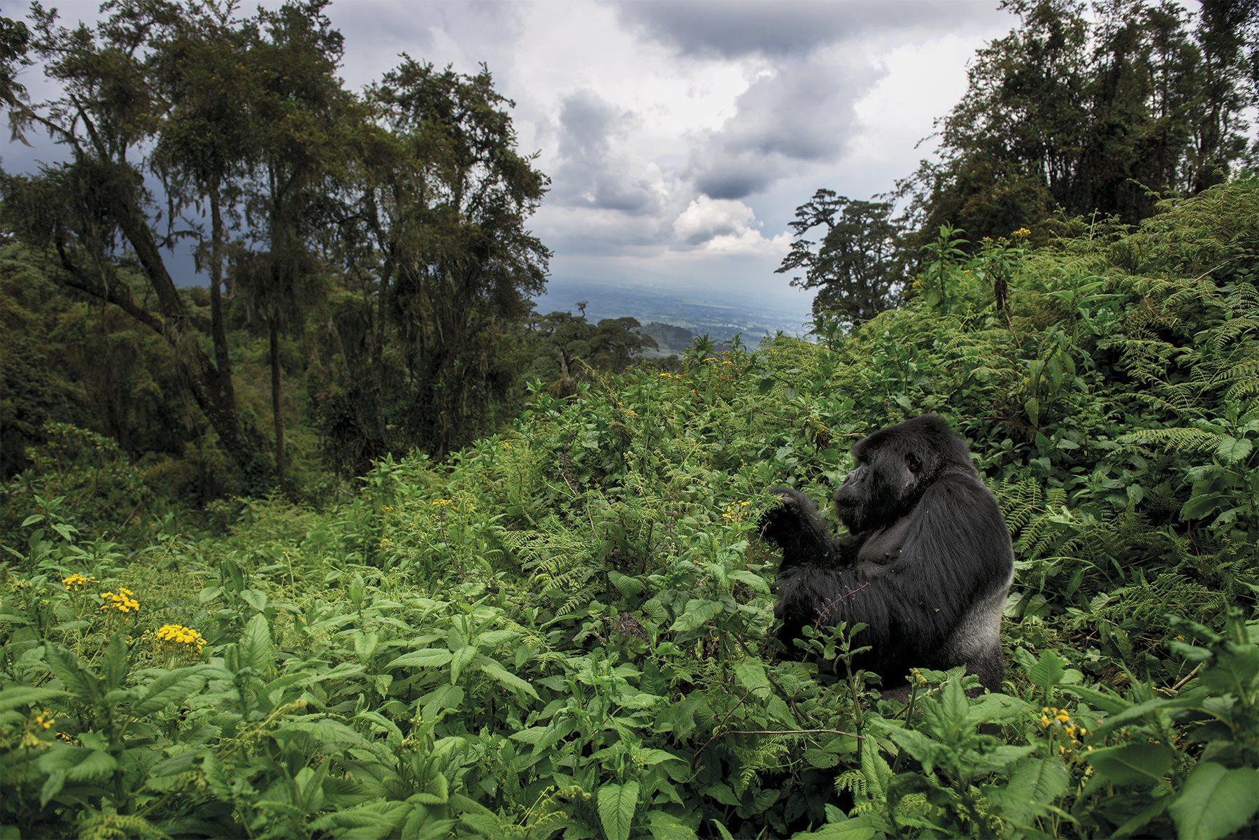 gorilas dian fossey