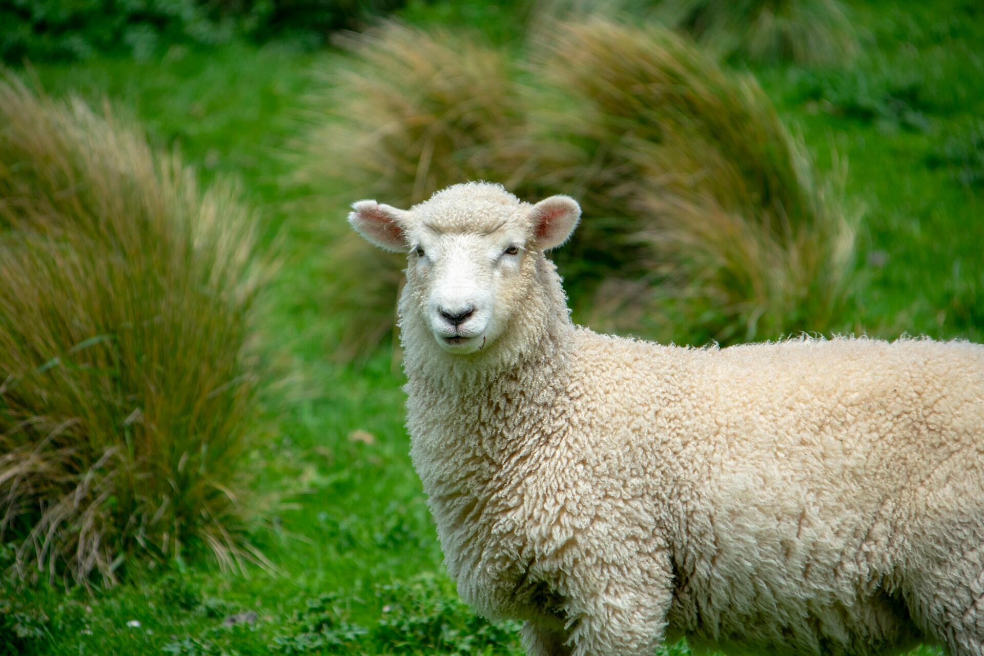 Una oveja blanca y mullida se yergue atenta sobre una exuberante pradera verde, rodeada de matas de hierba. El entorno es apacible y natural, y transmite tranquilidad.
