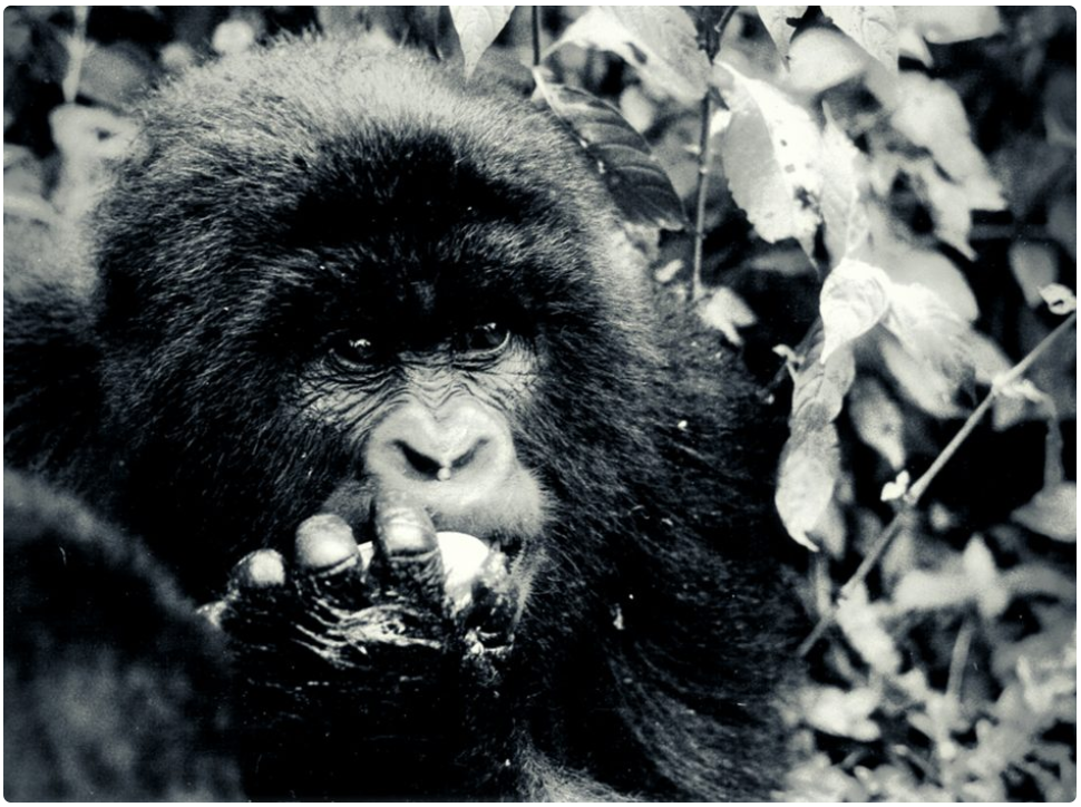 investigacion dian fossey