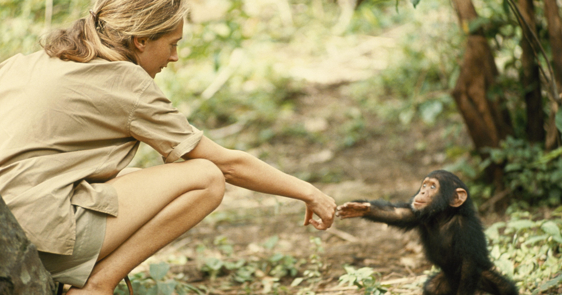 Una mujer se agacha en el bosque y, con delicadeza, extiende la mano para tocar la de un chimpancé joven. La escena transmite una sensación de conexión y armonía con la naturaleza.