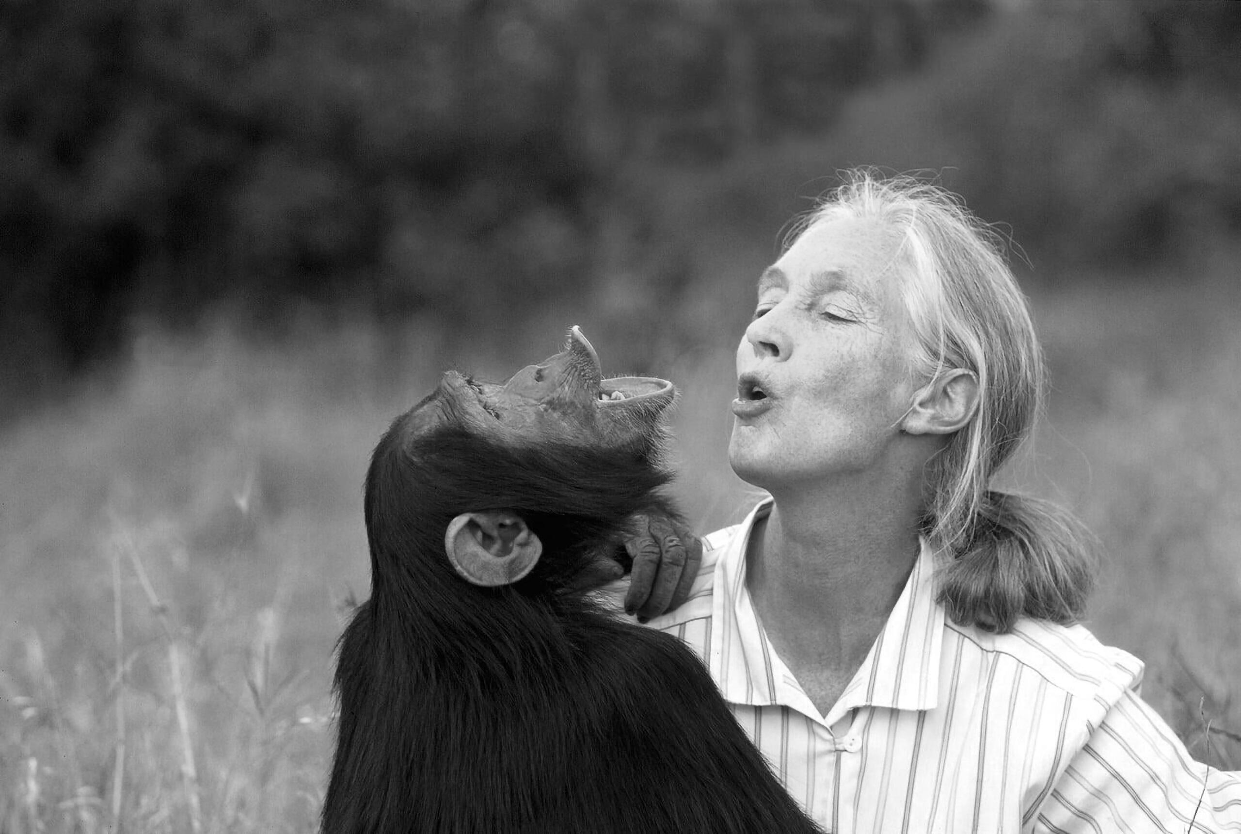 Una mujer y un chimpancé están sentados juntos en un prado, y ambos parecen imitar las expresiones del otro. La escena transmite una sensación de conexión y armonía.