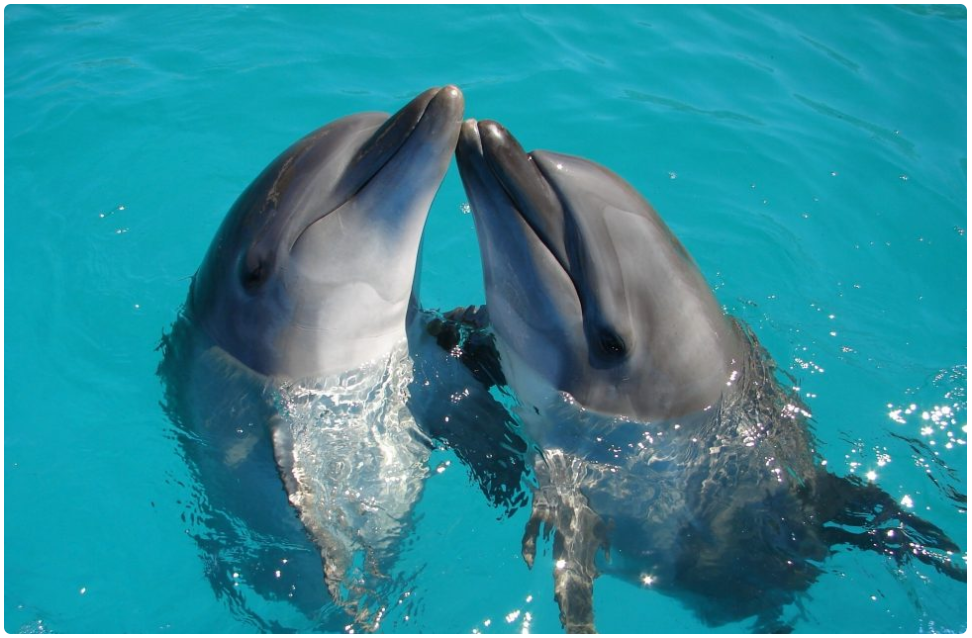 caracteristicas delfines