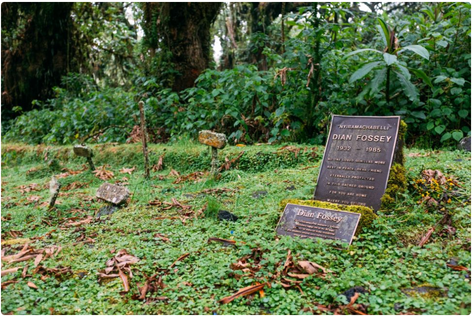 muerte dian fossey