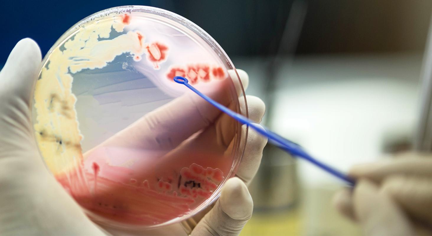 estudiar microbiologia