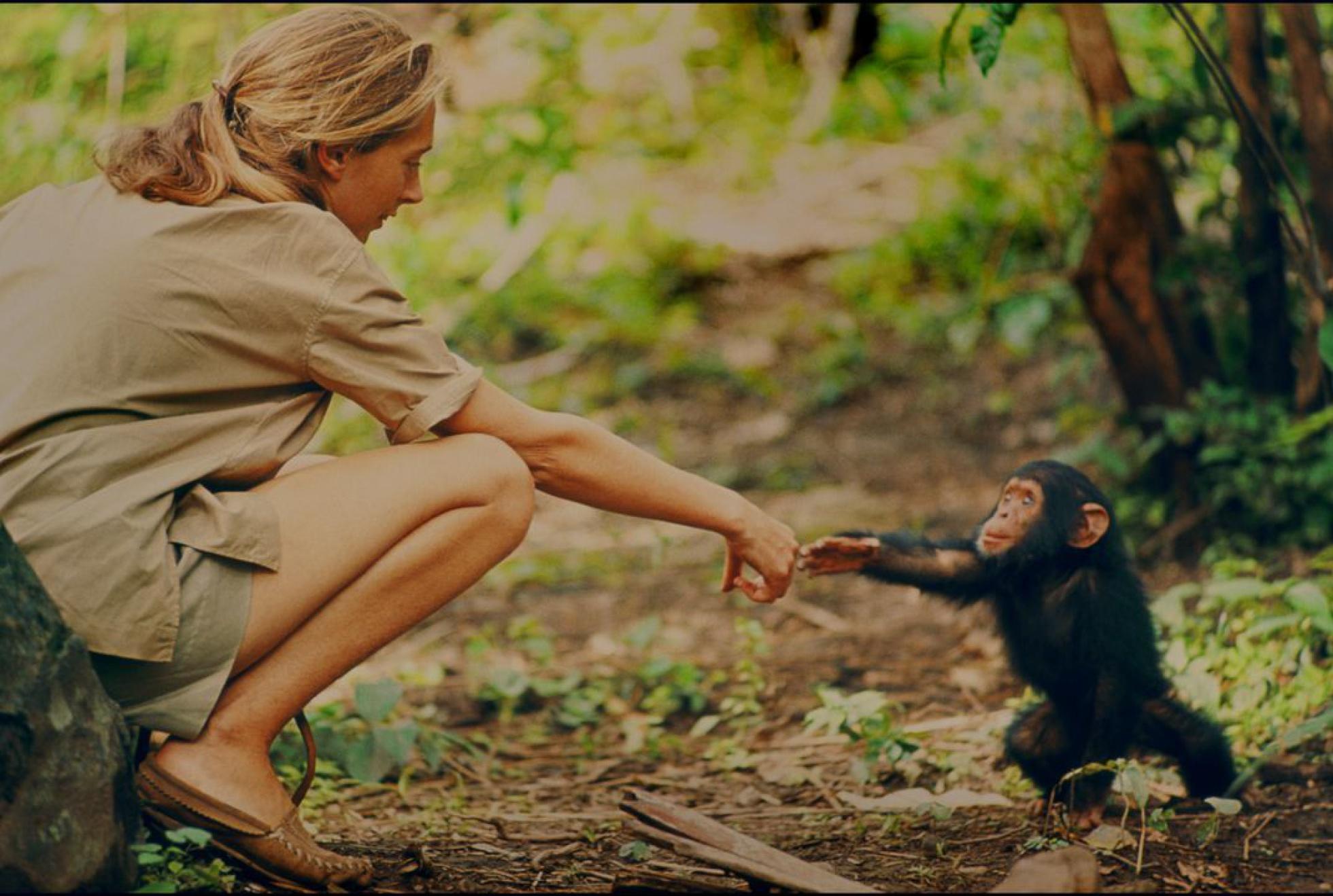 trabajo jane goodall
