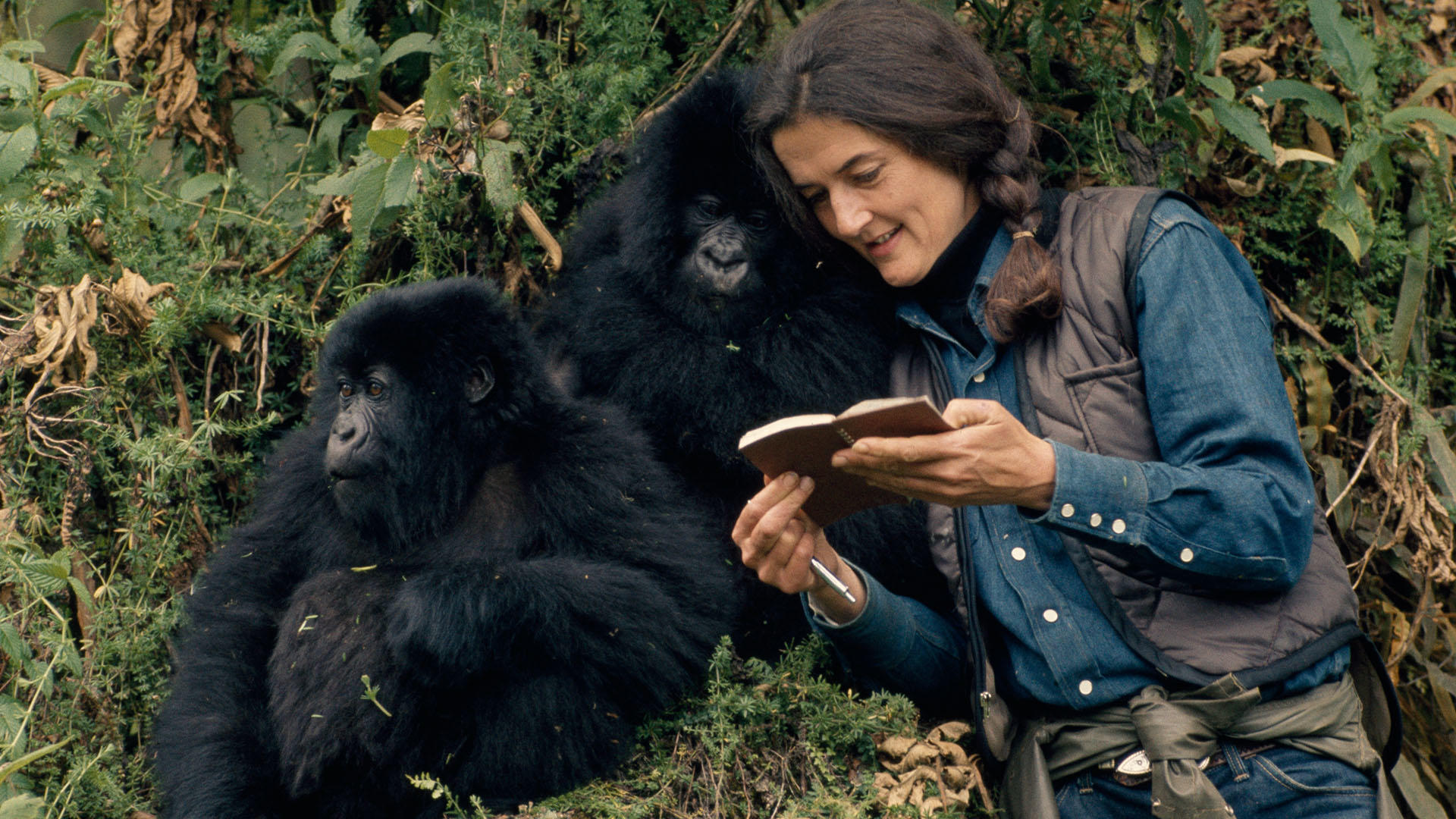 Dian Fossey y los gorilas de montaña