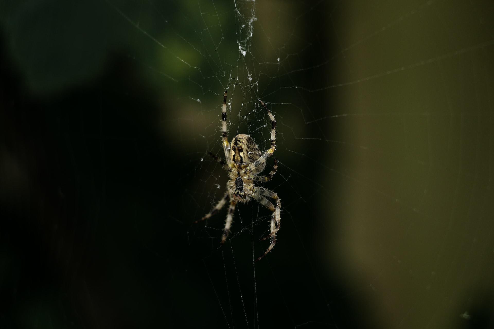 Araña en su tela de araña.