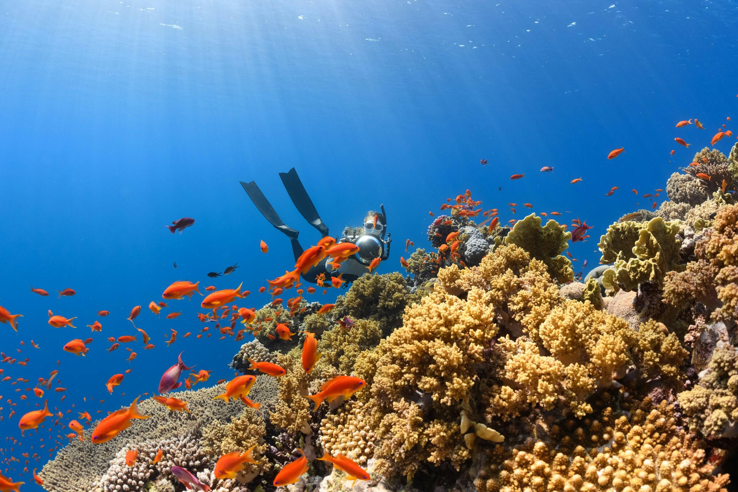 Un buceador que explora un arrecife de coral lleno de vida, rodeado de numerosos peces de color naranja brillante en las cristalinas aguas azules del océano.